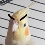 Ipodbird Avatar